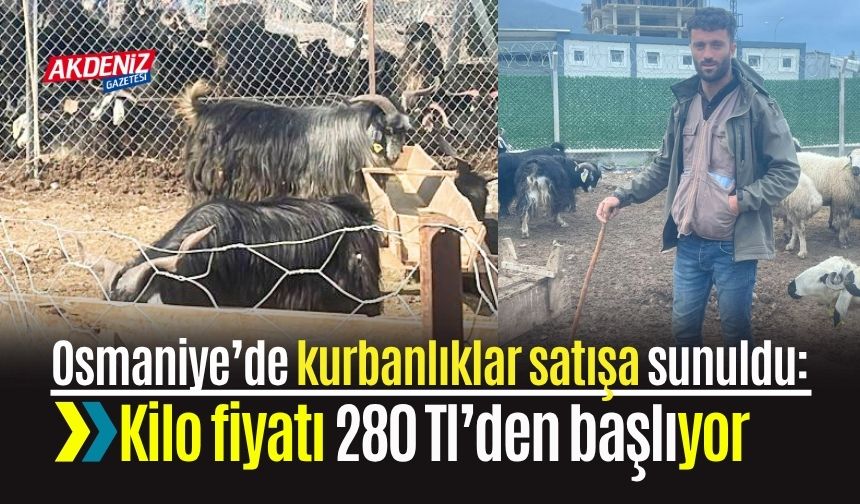 Osmaniye’de kurbanlıklar satışa sunuldu: Kilo fiyatı 280 Tl’den başlıyor