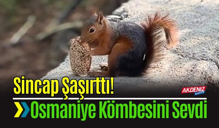 Sincabın bayram kömbesi yemesi gülümsetti