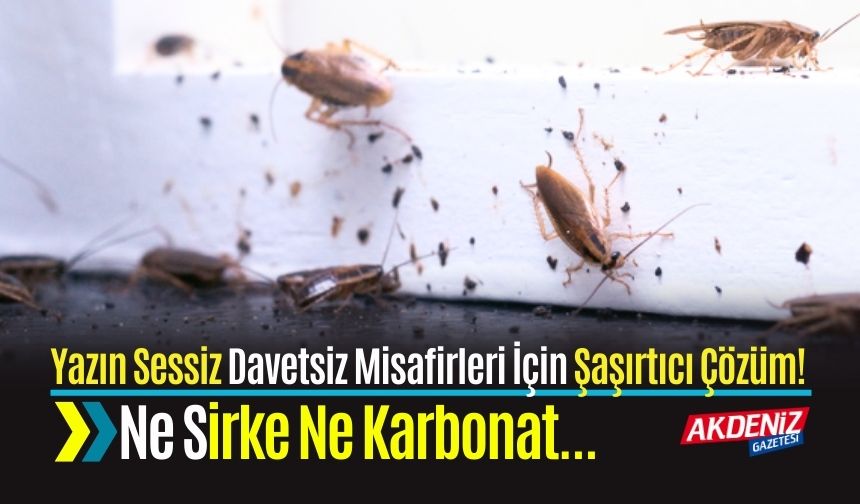 Yazın Sessiz Davetsiz Misafirleri İçin Şaşırtıcı Çözüm! Ne Sirke Ne Karbonat...