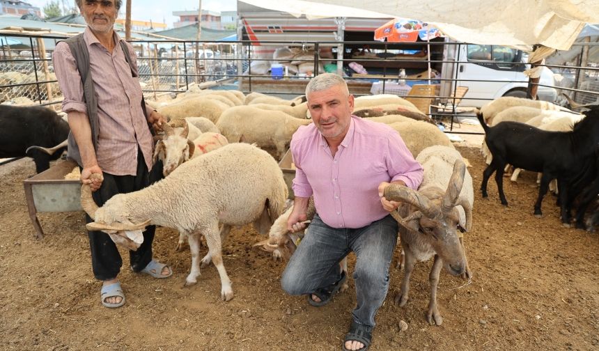 4 Boynuzlu Koçlar Kurban Pazarında İlgi Odağı Oldu