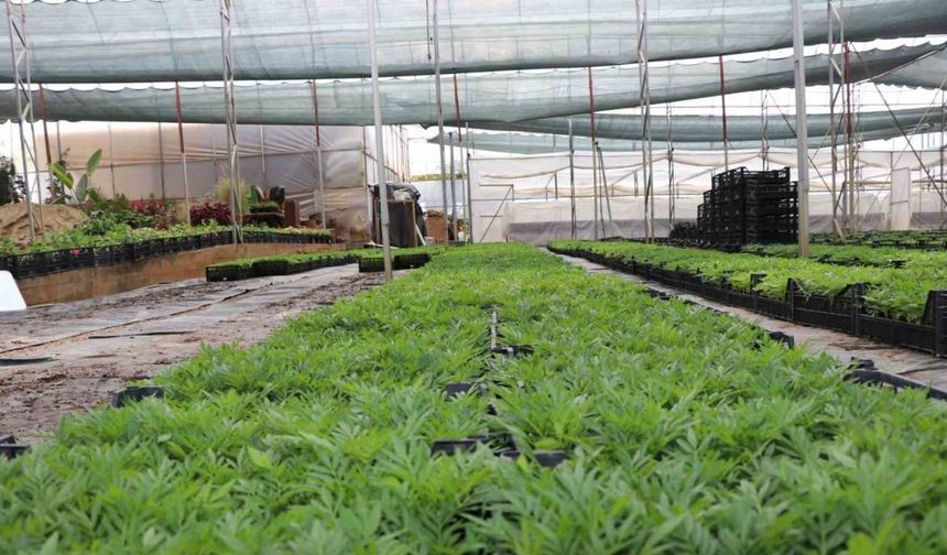 Alanya Belediyesi'nden Arife Günü Anlamlı Jest: Mezarlıklarda Çiçek Dağıtımı