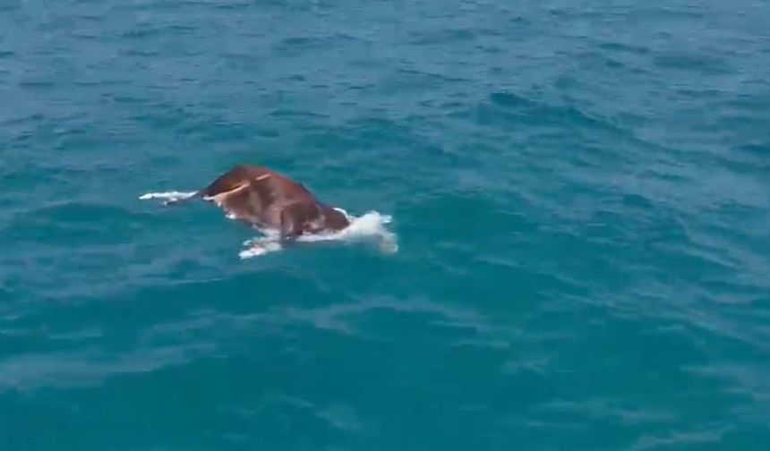 Alanya Kıyılarında Denizde İnek Bulundu