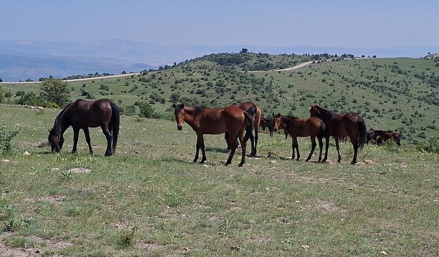 Ankara Beypazarı'nda Yılkı Atları Görsel Şölen Yaptı