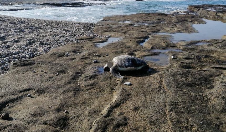Antalya’da Başı Kesilmiş Caretta Bulundu