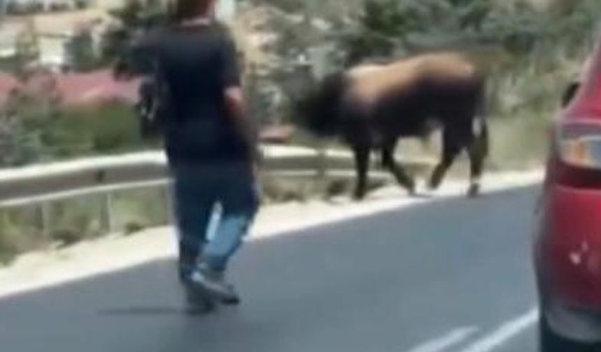 Boğa Karayolunda trafiği durdurdu, sahiplerine zor anlar yaşattı
