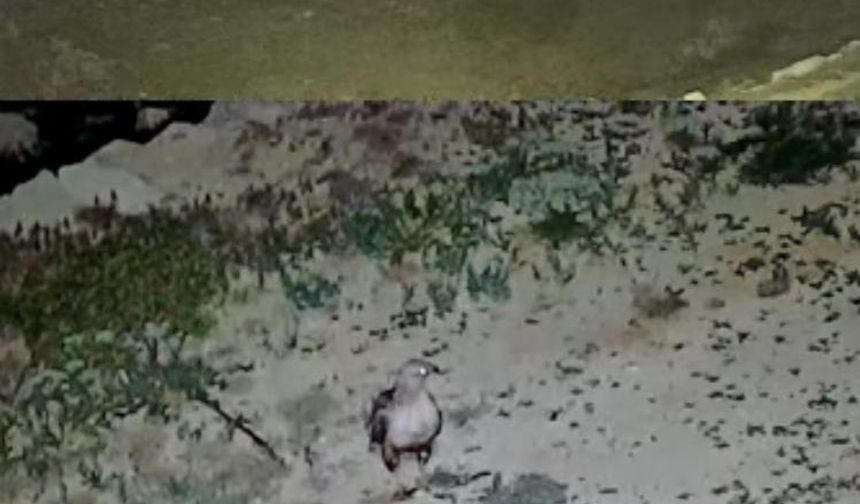 Gazipaşa Yaylası'nda Vahşi Doğa Eve Yakınlaştı