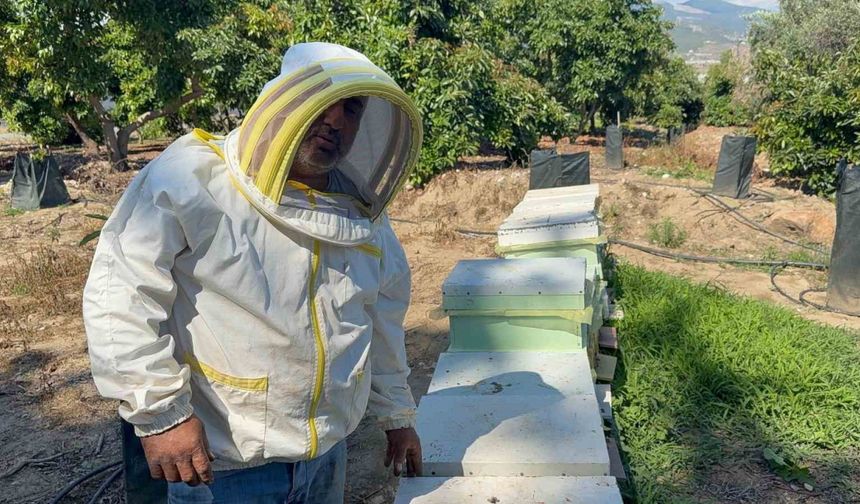 Gazipaşa’da Ayı Arı Kovanlarını Parçaladı: “Bal Falan Kalmamış”