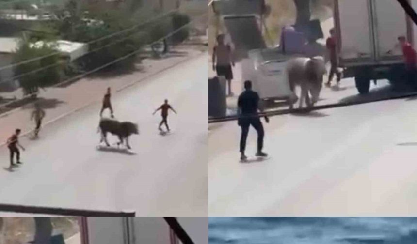 Kaçan boğa ortalığı bir birine kattı, küçükbaş hayvan ise denize atladı ve kurtulamadı