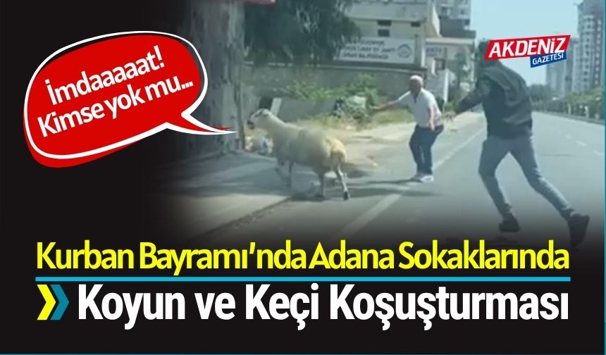 Kurban Bayramı’nda Adana Sokaklarında Koyun ve Keçi Koşuşturması