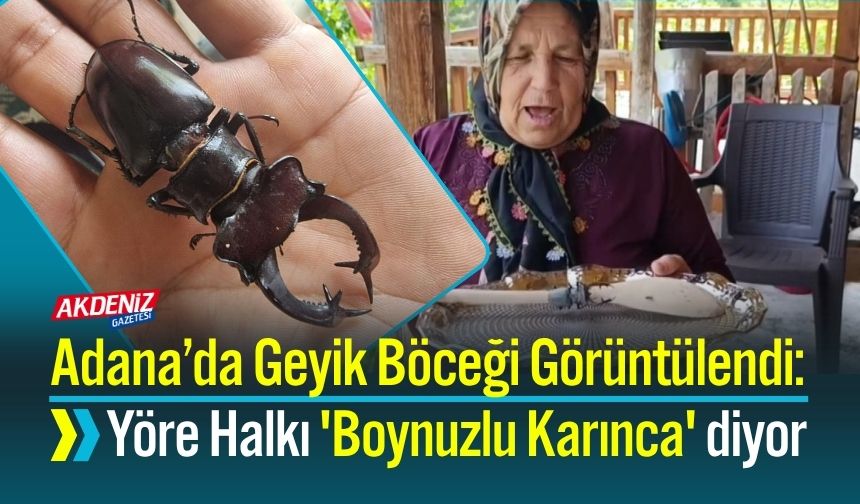 Adana’da Geyik Böceği Görüntülendi: Yöre Halkı 'Boynuzlu Karınca' diyor