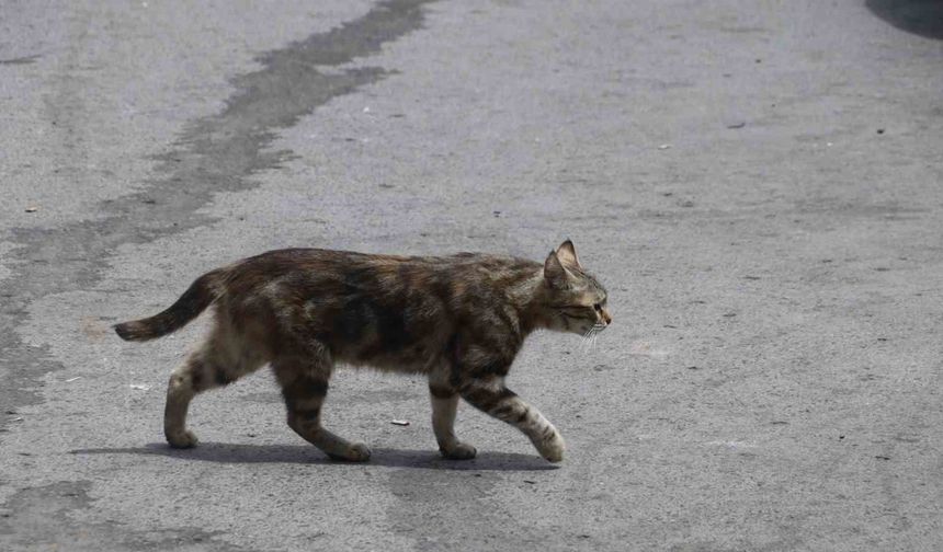 Mamaya alıştırılan kediler, Fare ve Yılan Sayısında Etkili