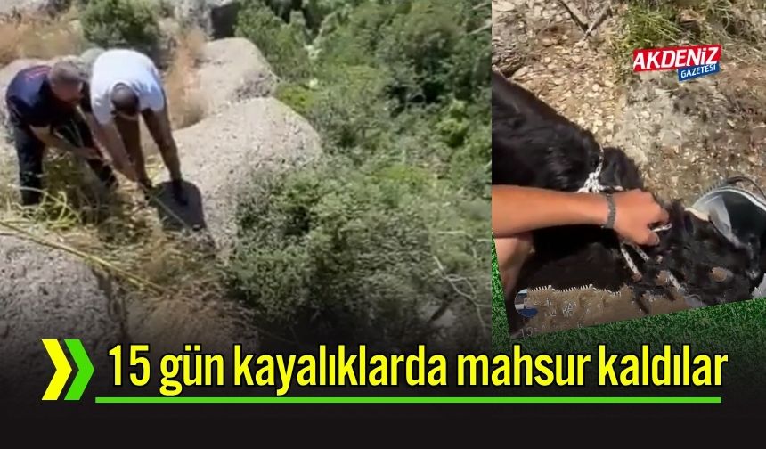 Kayalıklarda 15 Gündür Mahsur Kalan Keçiler Kurtarıldı