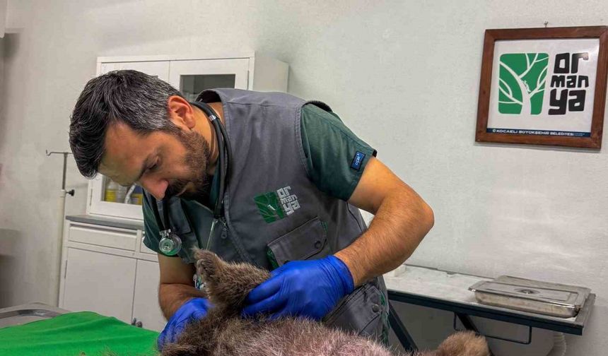 Sakarya'da Boz Ayı Yavrusu Tedavi Altına Alındı