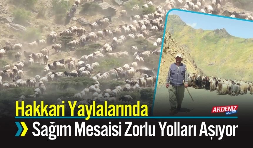 Hakkari Yaylalarında Sağım Mesaisi Zorlu Yolları Aşıyor