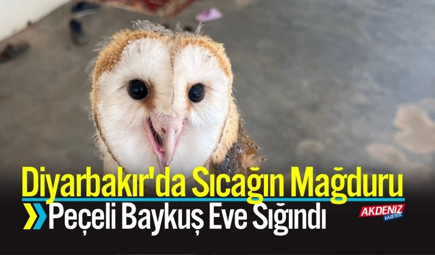 Diyarbakır'da Sıcağın Mağduru Peçeli Baykuş Eve Sığındı