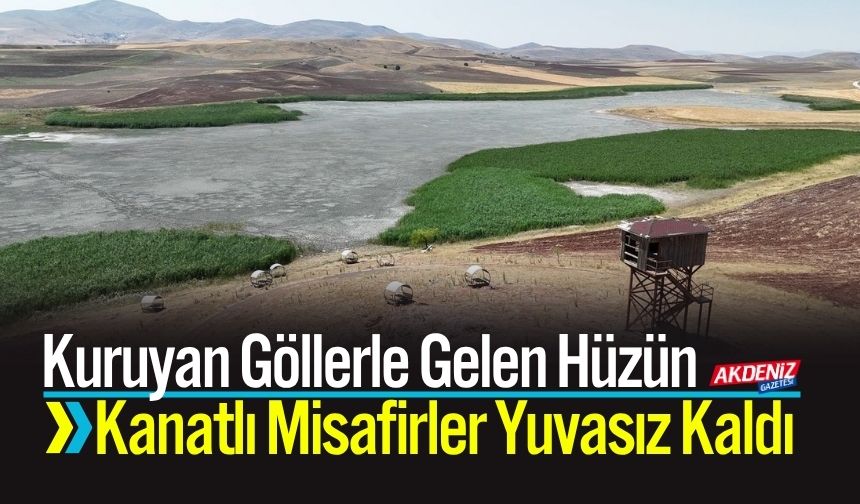 Kuruyan Göllerle Gelen Hüzün Kanatlı Misafirler Yuvasız Kaldı