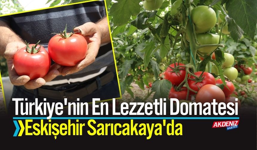 Türkiye'nin En Lezzetli Domatesi Eskişehir Sarıcakaya'da