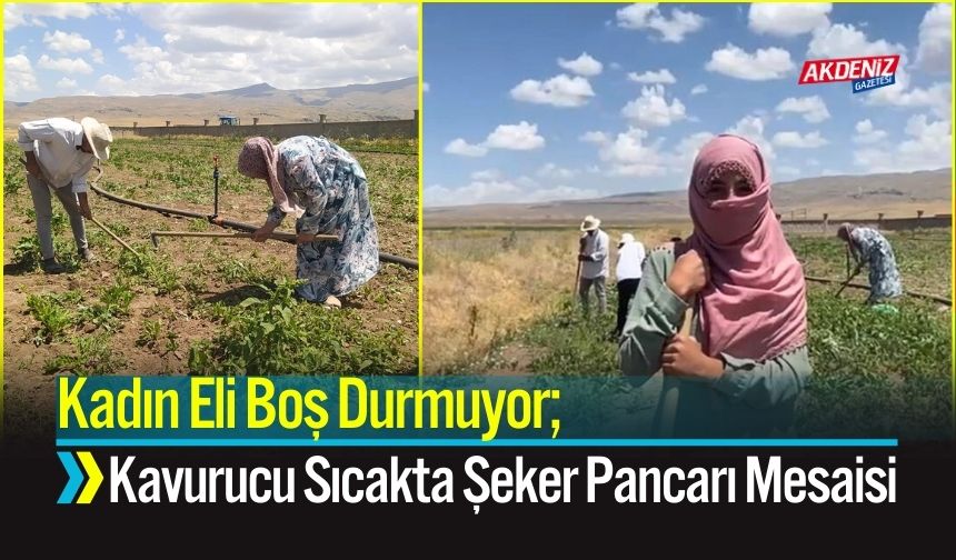 Kadın Eli Boş Durmuyor; Kavurucu Sıcakta Şeker Pancarı Mesaisi