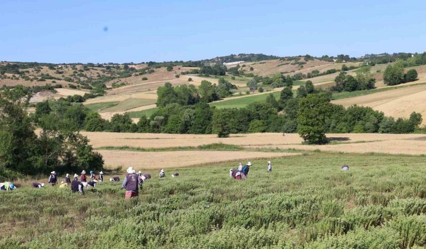 Tıbbi ve Aromatik Bitki Projesi'nde Kekik Hasadı Başladı