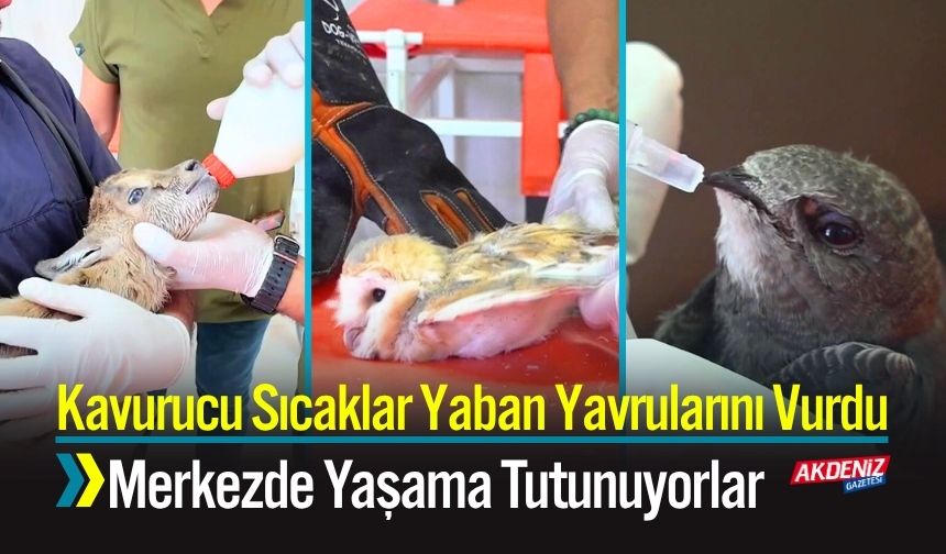 Kavurucu Sıcaklar Yaban Yavrularını Vurdu; Merkezde Yaşama Tutunuyorlar