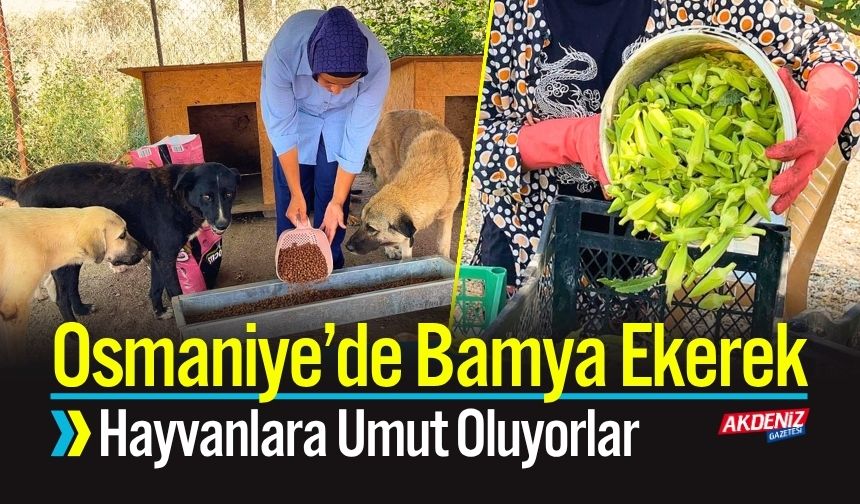 Osmaniye’de Bamya Ekerek Hayvanlara Umut Oluyorlar