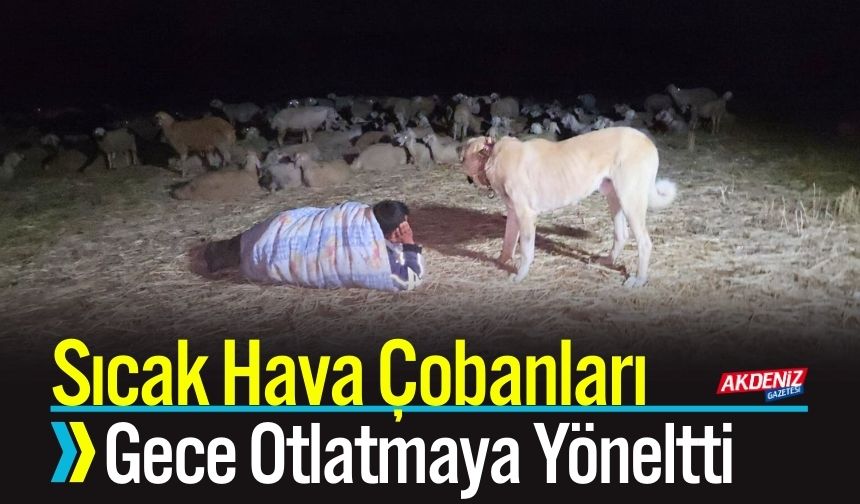 Adanalı Hayvansever, Evinin Damında 38 Kediye Bakıyor
