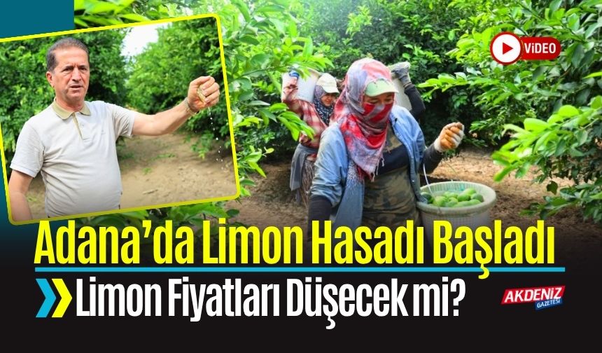 Limon Hasadı Başladı: Limon Fiyatları Düşecek mi?