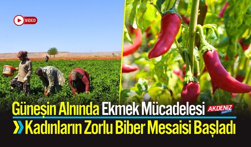 Güneşin Alnında Kadınların Zorlu Biber Mesaisi Başladı
