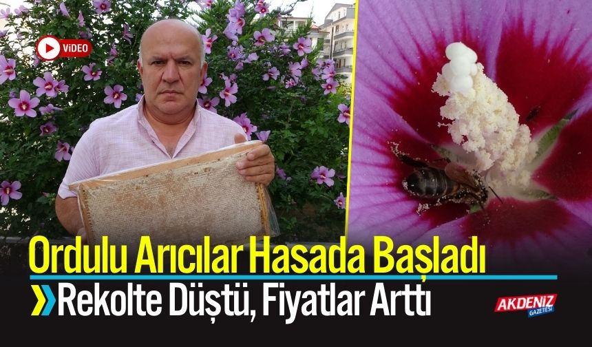 Ordulu Arıcılar Hasada Başladı: Fiyatlar Arttı