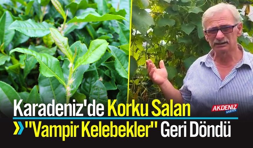 Karadeniz'de Korku Salan "Vampir Kelebekler" Geri Döndü