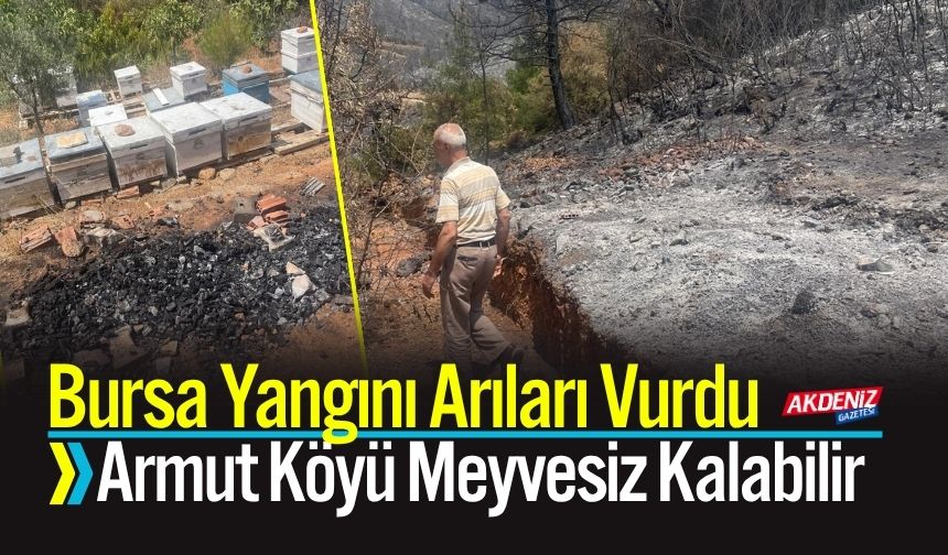 Bursa Yangını Arıları Vurdu: Armut Köyü Meyvesiz Kalabilir