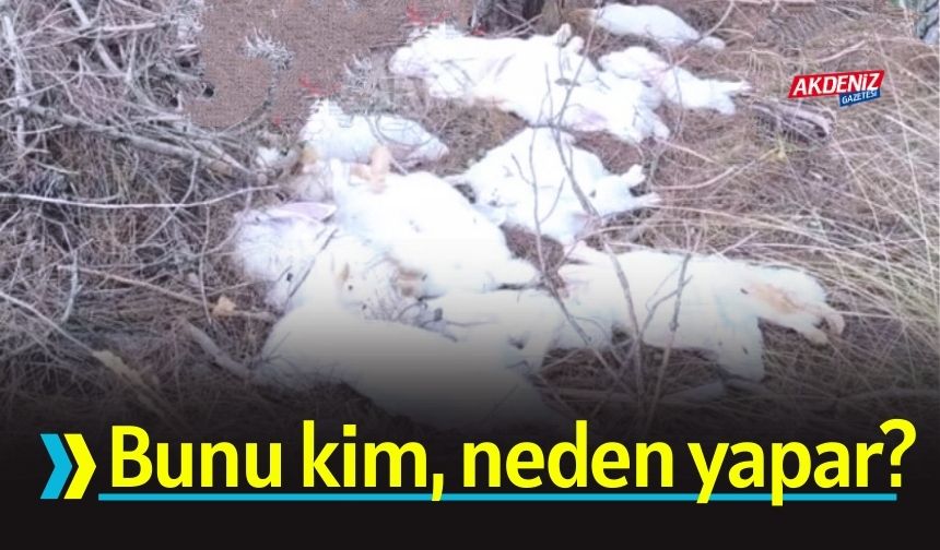 Osmaniye'de Doğaseverler Gördüklerine İnanamadı!