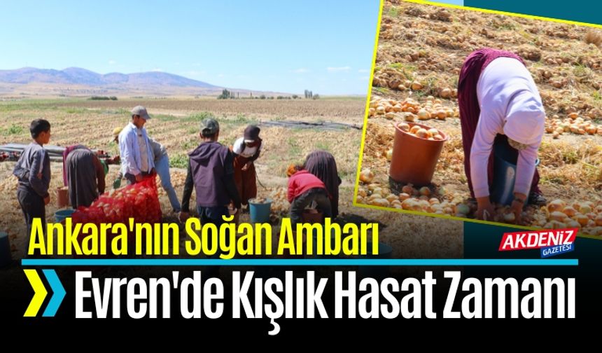 Ankara'nın Soğan Ambarı Evren'de Kışlık Hasat Zamanı