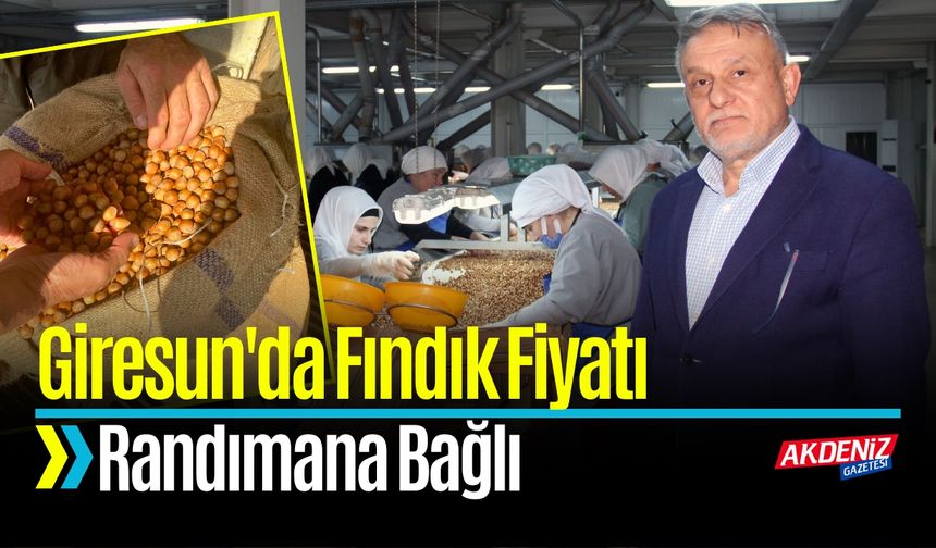 Giresun'da Fındık Fiyatı Randımana Bağlı