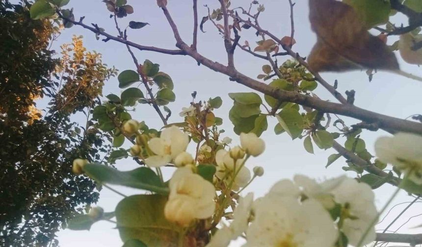 İklim Şaşkınlığı: Armut Ağacı Yeniden Çiçek Açtı