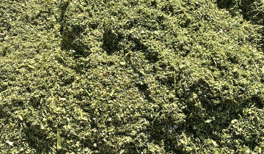 Isparta’da Silajlık Mısır Hasadı Başladı