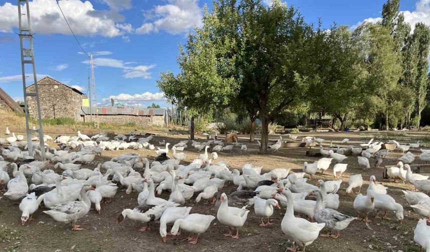 Kars’ta kazlar kesime hazırlanıyor