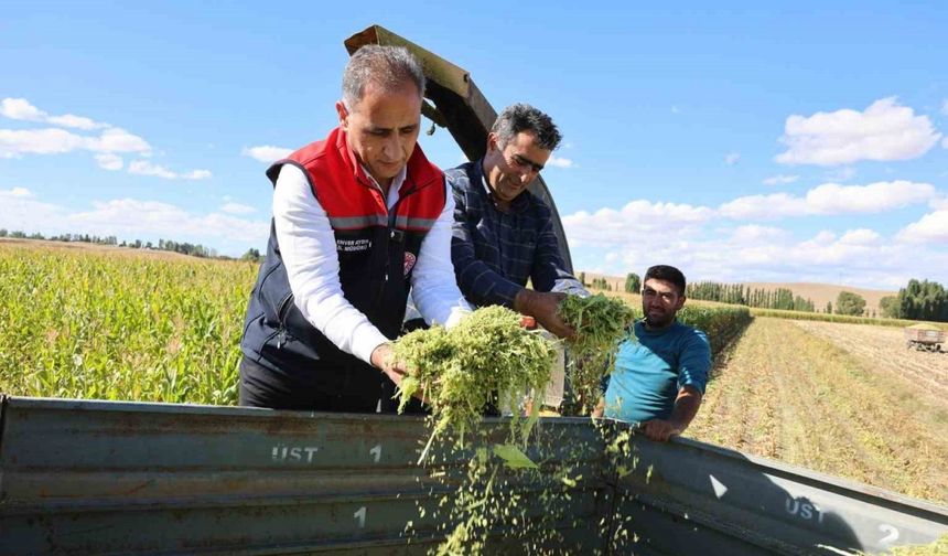 Kars'ta Silajlık Mısır Hasadında Yüzde 75 Verim Artışı