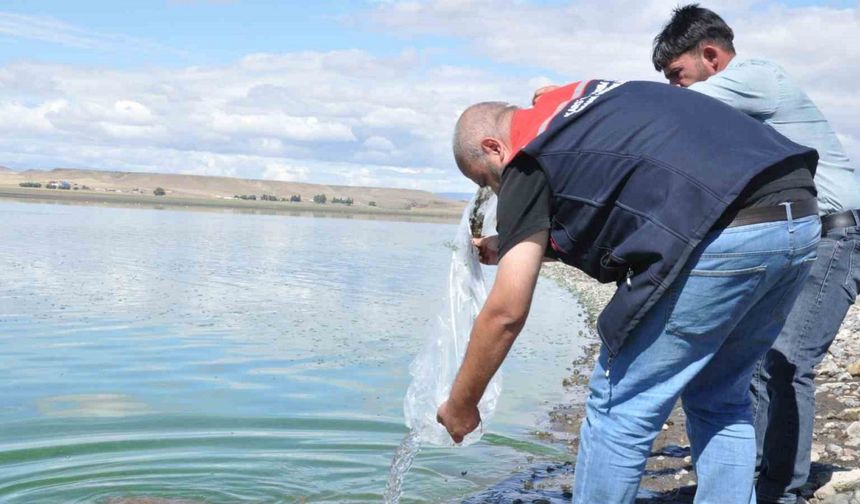 Kars'taki Göllere 500 Bin Yavru Sazan Bırakıldı