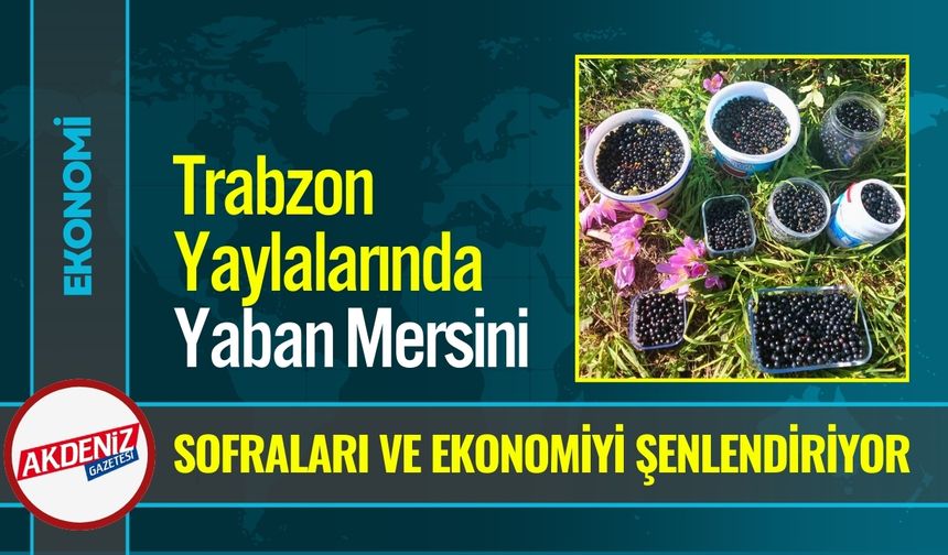 Trabzon Yaylalarında Sonbahar Bereketi: Yaban Mersini
