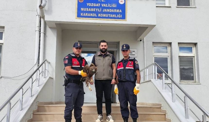 Yaralı halde bulunan kartal koruma altına alındı