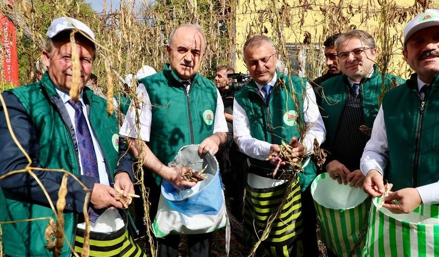 Coğrafi İşaretli Akkuş Şeker Fasulyesi'nde 5. Hasat Coşkusu