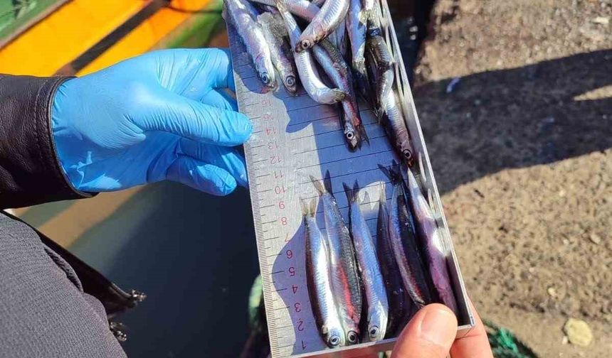 Ereğli'de 3 Günde Bin Tondan Fazla Balık Karaya Çıktı