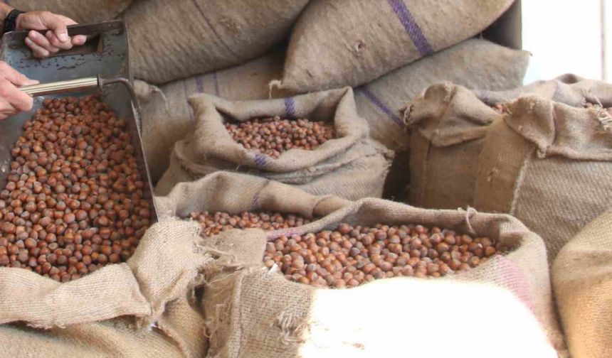 Fındık Piyasasında Sert Düşüş Yaşandı