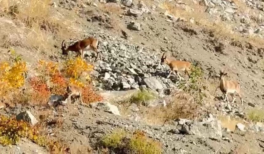 Koruma Altındaki Dağ Keçileri Sürü Halinde Görüntülendi!