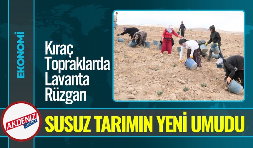 Niğde’de Susuz Tarımın Yeni Umudu: İngiliz Lavantası