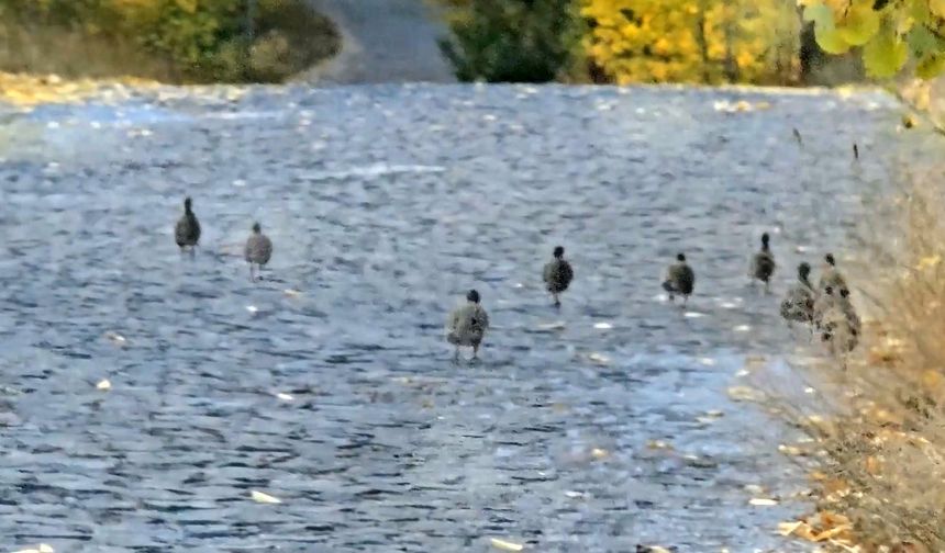 Nemrut Kalderası’nda Doğanın Zarif Misafirleri