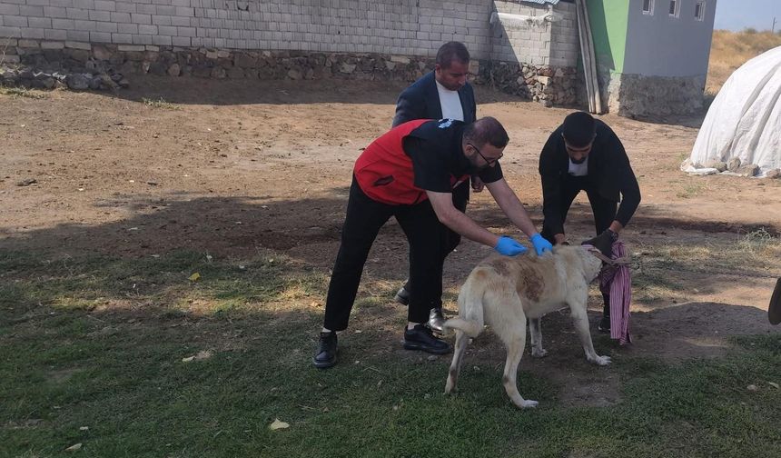 Patnos'ta Sahipli Köpeklere Mikroçip ve Kuduz Aşısı