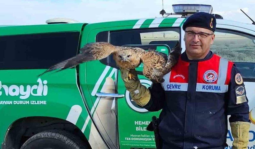 Yozgat Boğazlıyan'da Yaralı Kızıl Şahin Koruma Altına Alındı