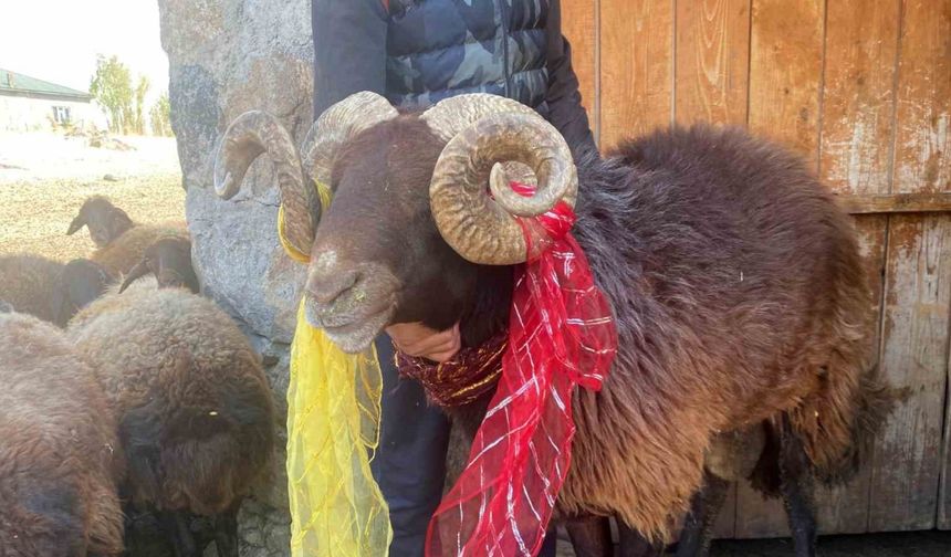 Yüzyıllık "koç katımı" geleneği Ağrı’da yaşatılıyor